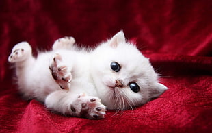 white kitten on red textile